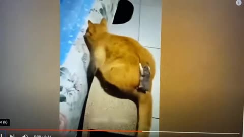 Funny Animal Videos 2023 🥰🤣🤣 - Funniest Dogs and Cats Videos