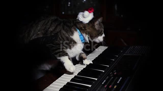 Cats in the Christmas