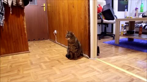 Cat Misses His Owner and He's Happy When Owner is Back