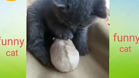 Funny Cats & Dogs