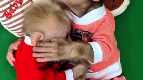 Funny monkey 🐒 🙈 🙊