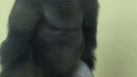 Animals becoming spirits