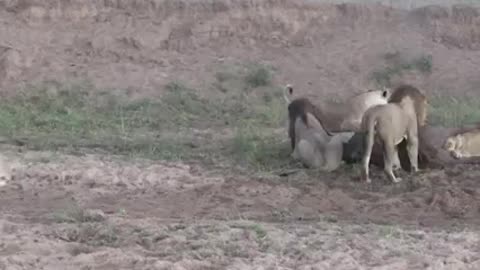 Lions Bring Down Buffalo...