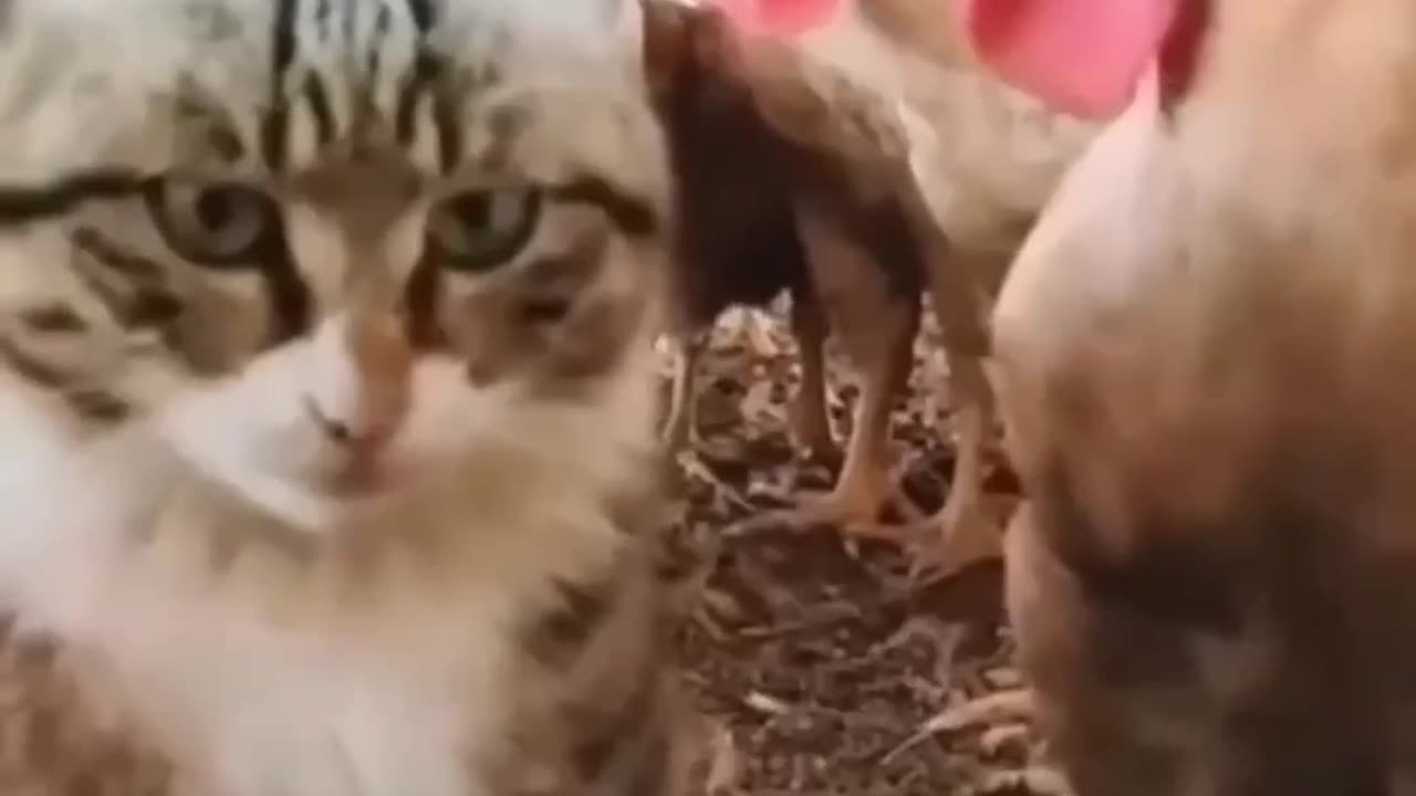 Funny pets 😱😂🤣