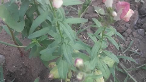 Snapdragon
