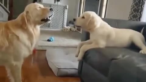 what are they saying?