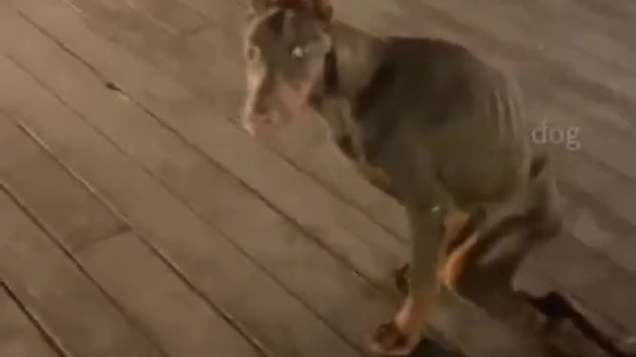 Dangerous dog 🐕🐕🐕,