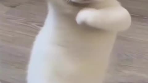 Cat dancing