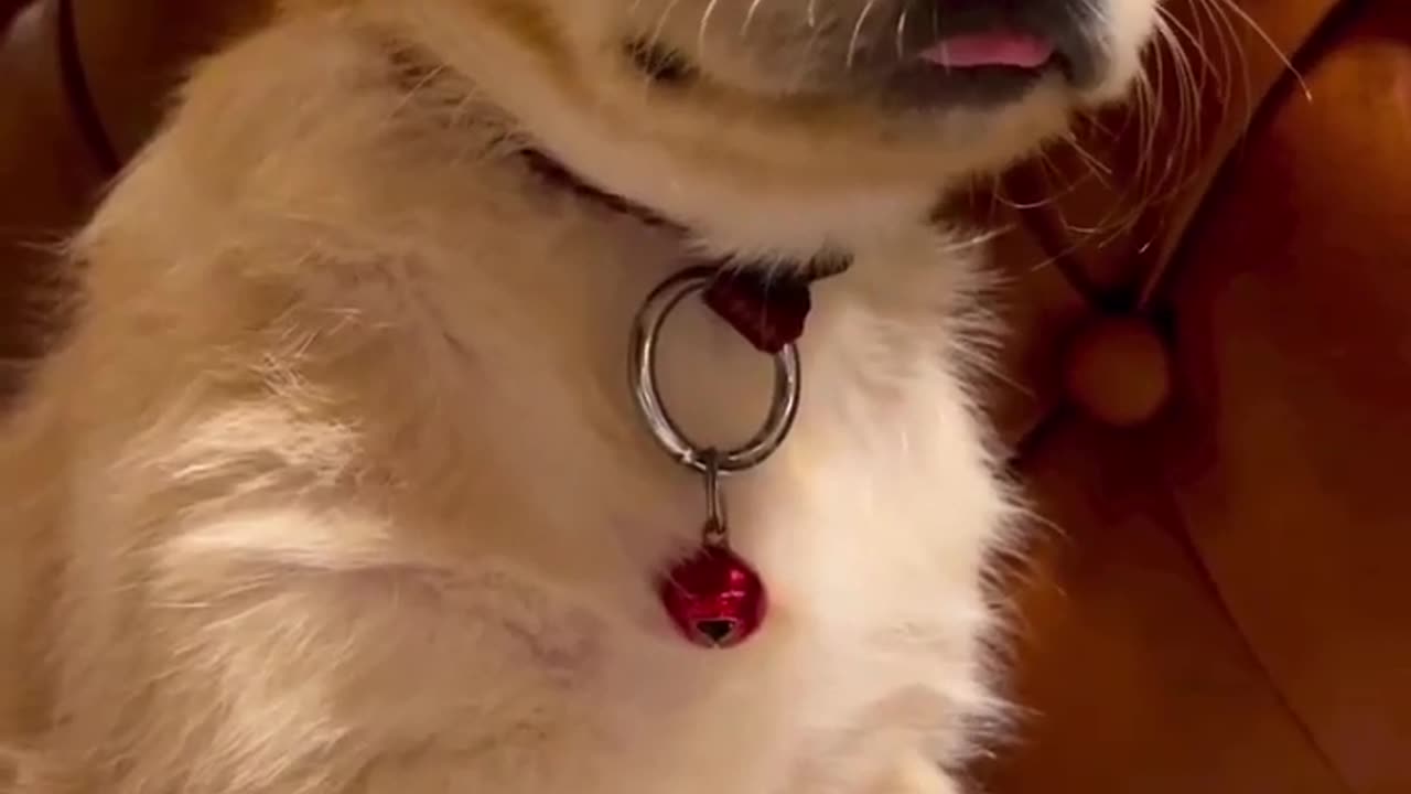 Watch this Puppies Tiny Tongue!