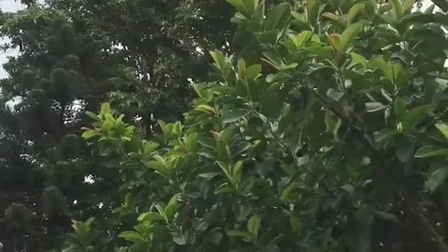 What kind of experience is a group of crow crowing