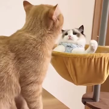 Cutest fight ever ☺️☺️💕