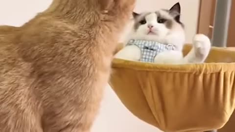 Cutest fight ever ☺️☺️💕