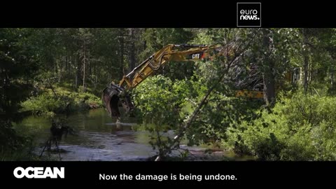 Hooked on salmon: EU-backed efforts to protect Sweden's threatened wild species