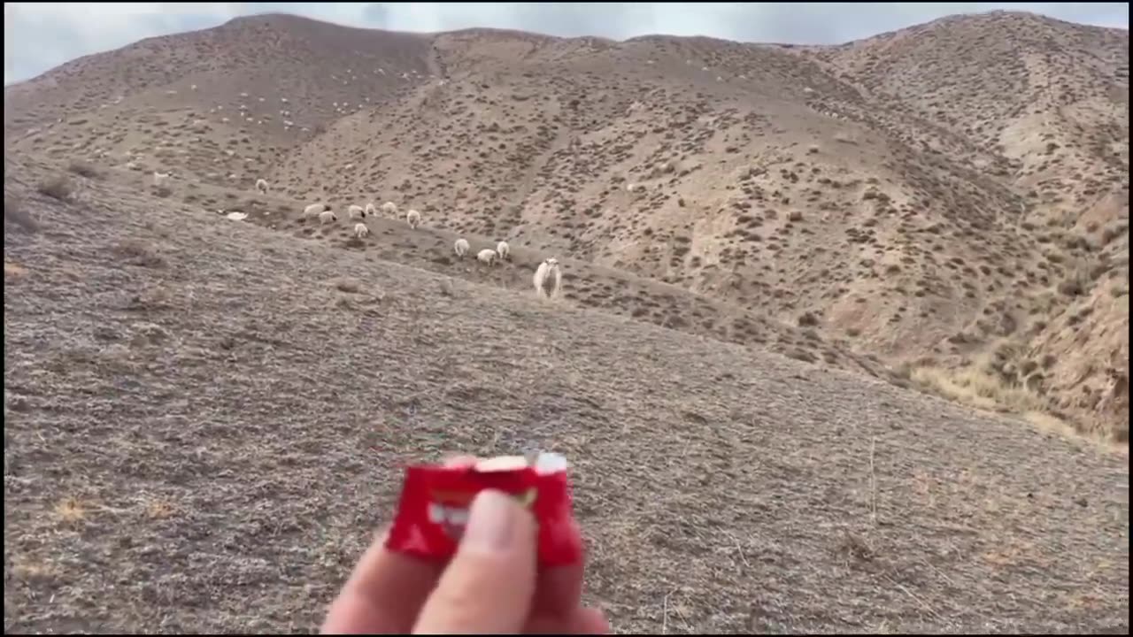 Funniest Moments of the Year Compilation