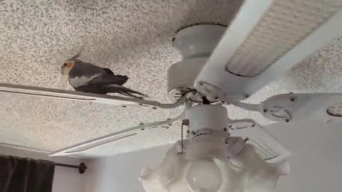 cocktail rides the fan