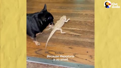 Dog Obsessed With Her Bearded Dragon Best Friend | The Dodo Odd Couples