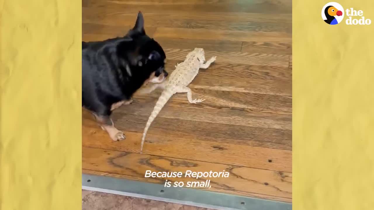 Dog Obsessed With Her Bearded Dragon Best Friend | The Dodo Odd Couples