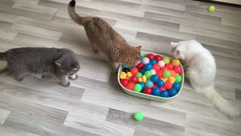Animais mais engraçados 2023 😂 Cães e gatos mais engraçados 😺🐶 Parte 33