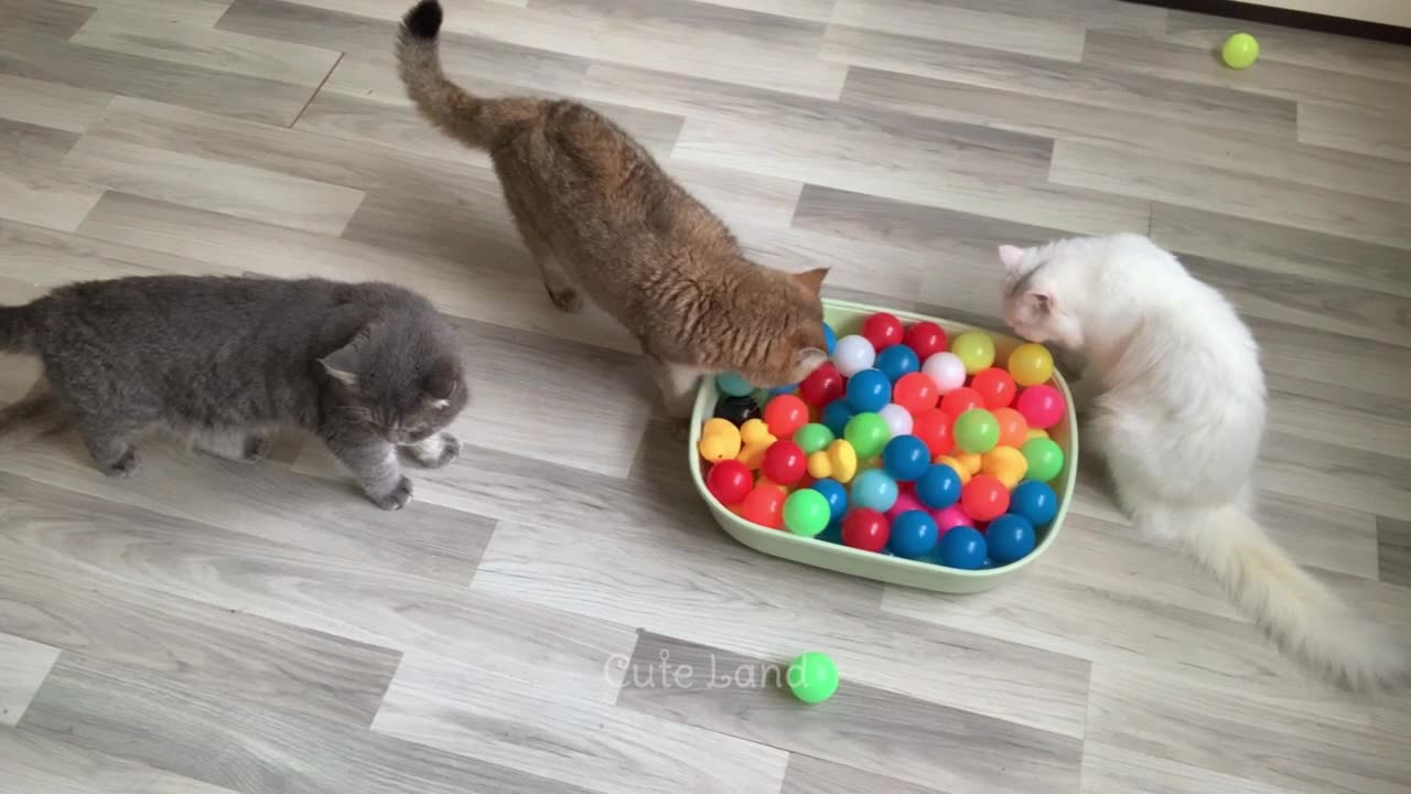 Animais mais engraçados 2023 😂 Cães e gatos mais engraçados 😺🐶 Parte 33