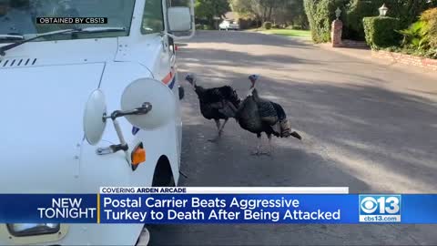 Postal Carrier Beats Aggressive Wild Turkey