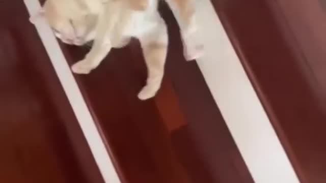 Cat Moonwalk 😆