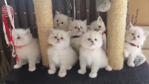 Cute Cat Cute Pets Funny cat videos _ Cute Cat Cute Pets Video kucing lucu