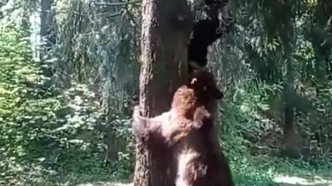 Terrifying encounter between hiker and bear