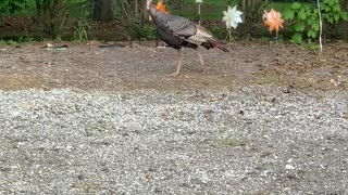 Tough Turkey walking around yard