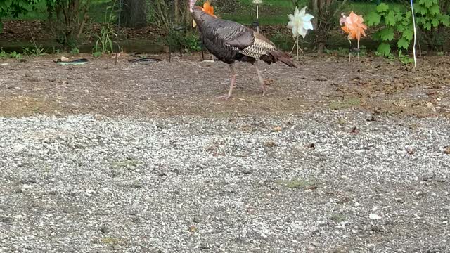 Tough Turkey walking around yard