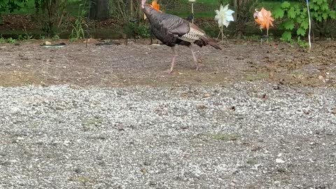 Tough Turkey walking around yard