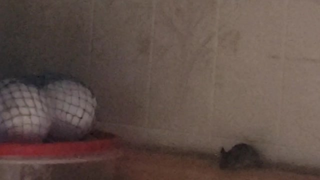The mouse is back