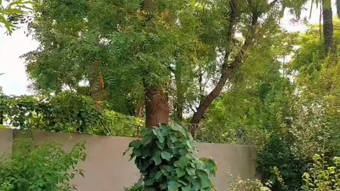 Mein chuke tum ko dakh loon