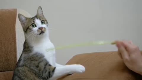 Cats and kittens beautiful