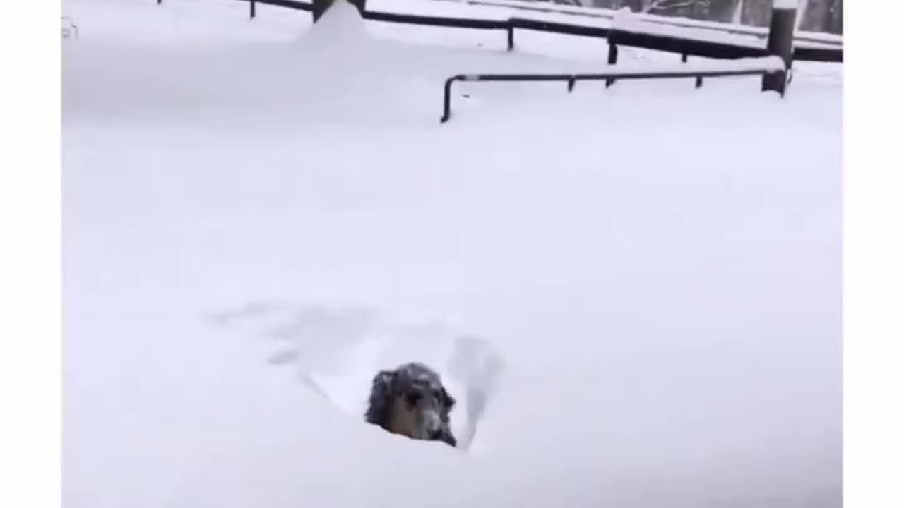 Funny Animal Videos