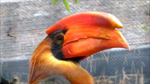 Rufous hornbill😍😍😲🐦🐥🐤