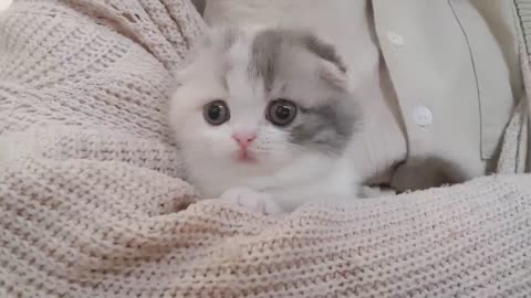 Cute Kitten Videos short leg cat- KimsKennelU