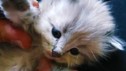 Hilarious Cat Antics: 10 Must-See Funny Kitties!"