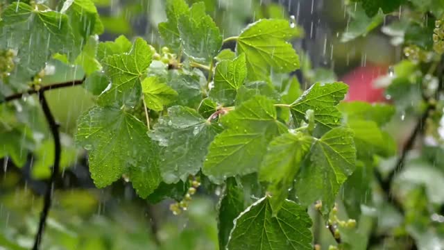 Rain drops sound