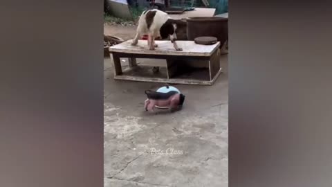 Funniest Animal 2023 Funny Dogs And Cats videos