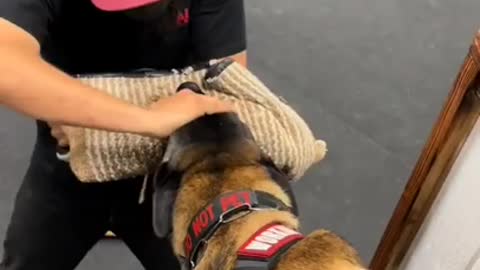 Brain training for dog - Dog training |The Cute Baby