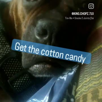 When the Dog Finds the Stash Unimpeded by Obstacles - Calming an Over Excitable Boxer 😆 (kidding)