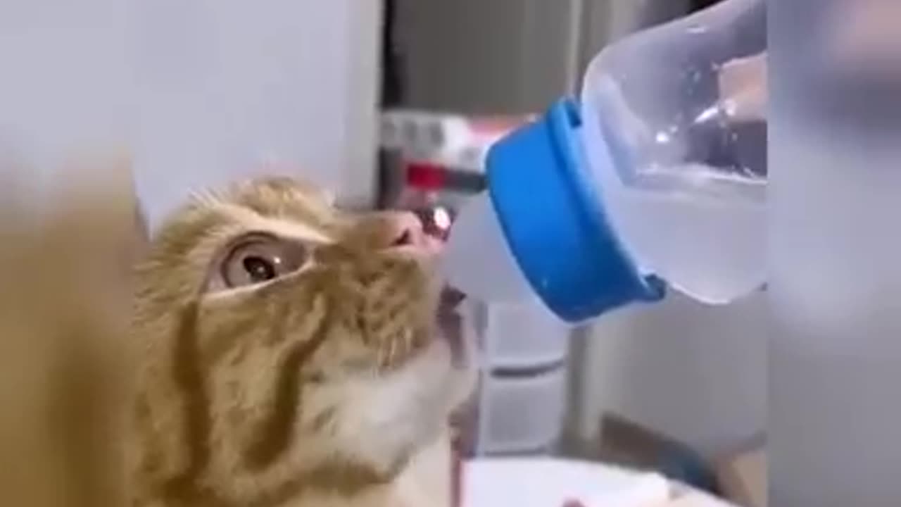 Funny Cat Videos Compilation