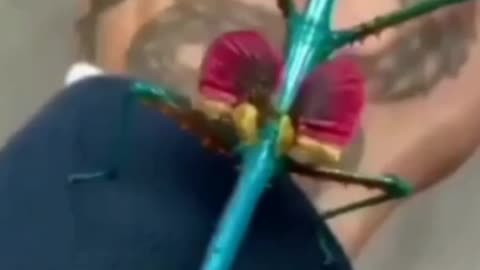 Colorido, Já Tinha Visto ???