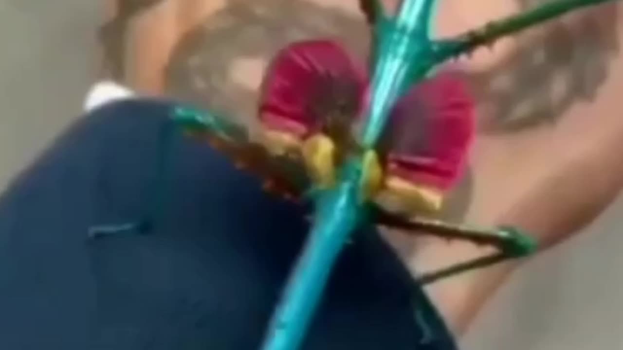 Colorido, Já Tinha Visto ???