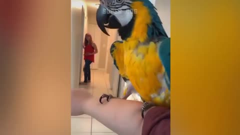 Funny Parrot