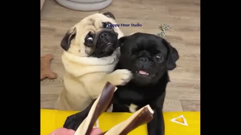 AWW, SO CUTE FUNNY DOGS