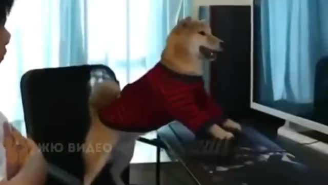 Shiba play computer