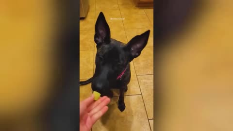 Funny Animal Videos 2023
