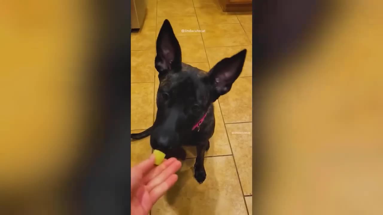Funny Animal Videos 2023