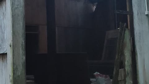 Hunted house in indonesia